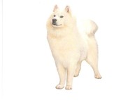 Samoyed Note Cards